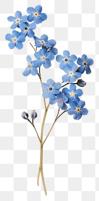 PNG Pressed Forget-Me-Nots flower forget-me-not petal