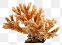 PNG Coral outdoors nature animal.