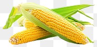 PNG Corn plant food white background.