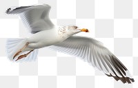 PNG  Beautiful seagull flying animal white bird