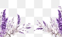PNG Lavendar line horizontal border backgrounds lavender blossom.