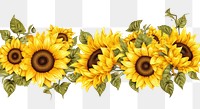 PNG Sunflower line horizontal border plant white background inflorescence.