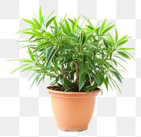 PNG  Nerium oleander en pot plant leaf white background.