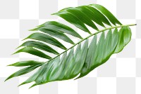 PNG Plant leaf freshness nature.