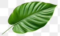 PNG Plant leaf freshness nature.