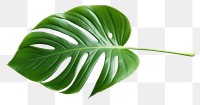 PNG Plant leaf xanthosoma freshness.