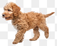 PNG  Labradoodle dog puppy animal mammal pet.