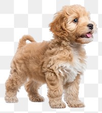 PNG  Labradoodle dog puppy mammal animal pet.