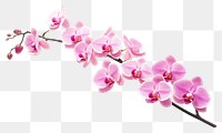 PNG  Pink orchid twig blossom flower plant.