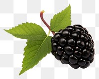 PNG  Black berry blackberry fruit plant.