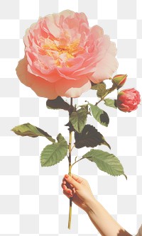 PNG  Rose with pet outdoors flower plant.