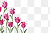 PNG Tulip floral border flower petal plant.