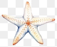 PNG Starfish animal invertebrate echinoderm.
