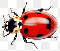 PNG Animal accessory wildlife ladybug.