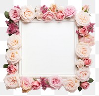 PNG Rose flower plant white background.