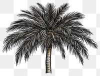 PNG Plant tree arecaceae outdoors.