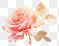 PNG Rose flower petal plant