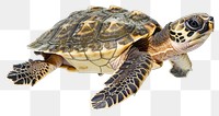 PNG  Baby turtle reptile animal white background.