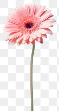 PNG Gerbera flower petal daisy