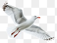 PNG A seagull animal flying bird.