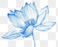 PNG Vintage drawing Lotus flower sketch petal.