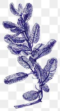 PNG Vintage drawing chenille plant sketch leaf illustrated.