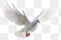 PNG 3D Illustration of flying cute dove animal white bird.