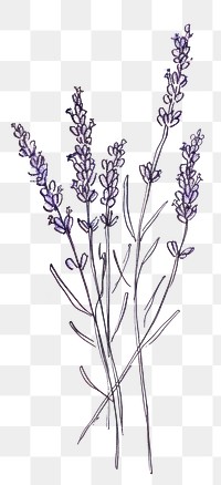 PNG Cute lavender illustration flower purple plant.