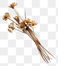 PNG Dried flower plant white background ingredient.