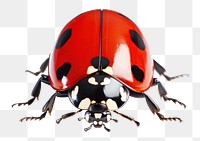 PNG Ladybug animal insect red.