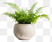 PNG Fern plant houseplant terracotta