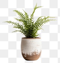 PNG Fern plant white background houseplant.