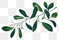 PNG  Risograph printing illustration of mistletoe plant leaf tree.