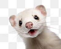 PNG Selfie ferret animal mammal rodent.