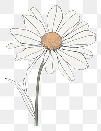 PNG Single line drawing daisy flower plant white.