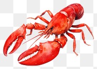 PNG Lobster seafood animal invertebrate.