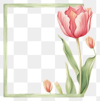 PNG  Tulip frame watercolor flower plant inflorescence.