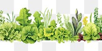 PNG Salad line horizontal border vegetable lettuce plant.