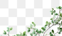 PNG Plant leaf tree backgrounds.