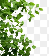 PNG Plant herbs leaf backgrounds.
