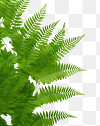 PNG Plant leaf fern backgrounds.