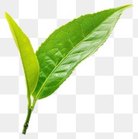 PNG Photo of green tea leaf plant white background freshness.