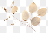 PNG Eucalyptus flower plant herbs