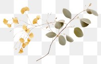 PNG Eucalyptus flower plant leaf