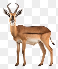 PNG Antelope wildlife animal mammal.