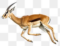 PNG Antelope running wildlife animal mammal.
