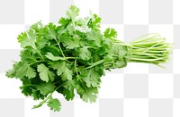 PNG Coriander plant herbs food.