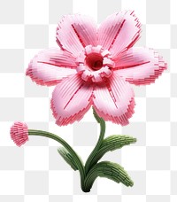 PNG Pink flower blossom petal plant.