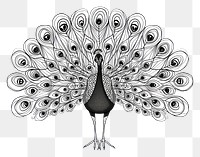 PNG Continuous line drawing peacock animal sketch bird.