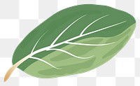PNG An olive leaf plant white background vegetable.